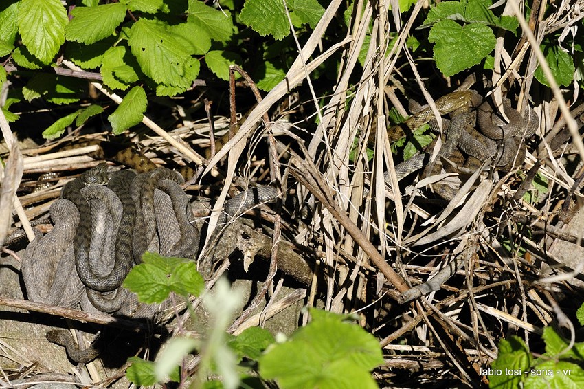 Natrix tessellata: famiglia allargata o famiglia stipata?